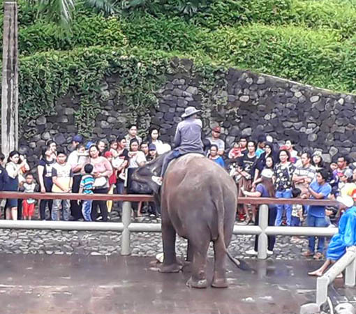 naik gajah di bali zoo park