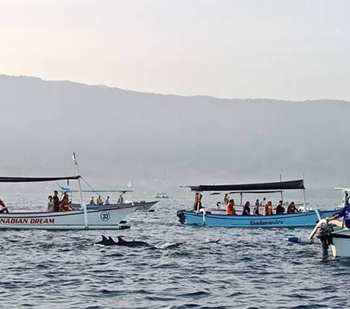 melihat lumba lumba di tengah laut